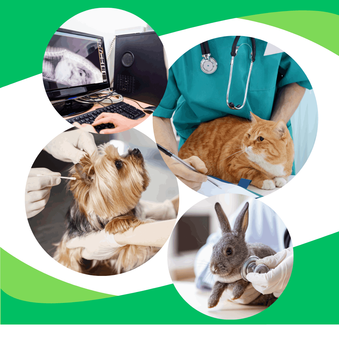 Curso Auxiliar Clínico Veterinario